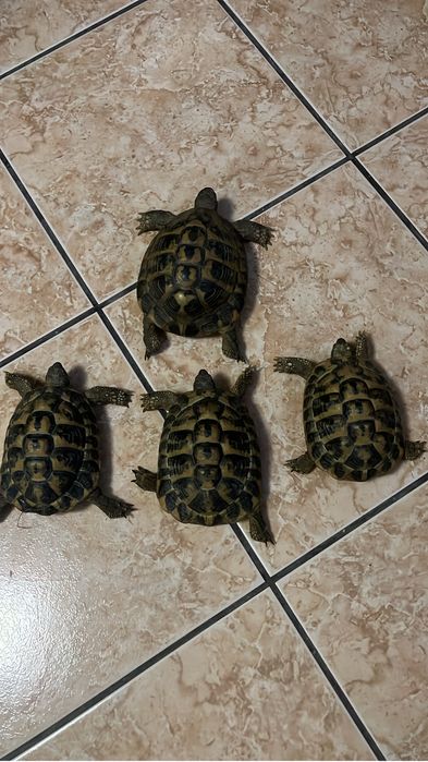 Testoase terestre Testudo 15 cm