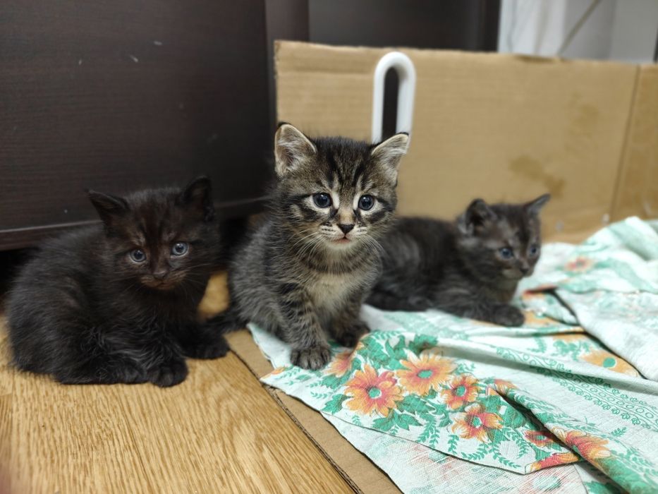 Котята бесплатно