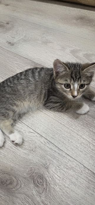 Отдам котёнка в хорошие руки