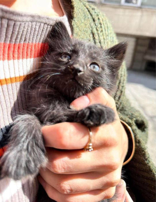Малки котета за осиновяване