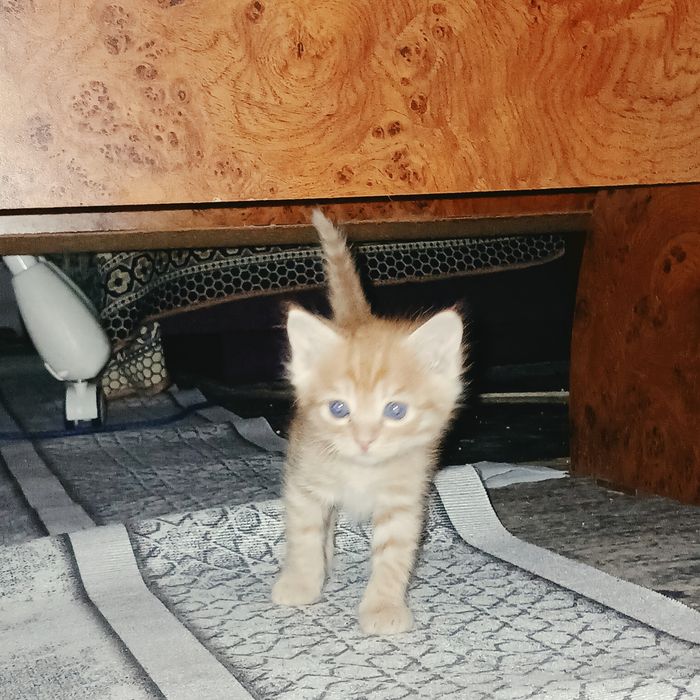 Отдадим котят в добрые руки.