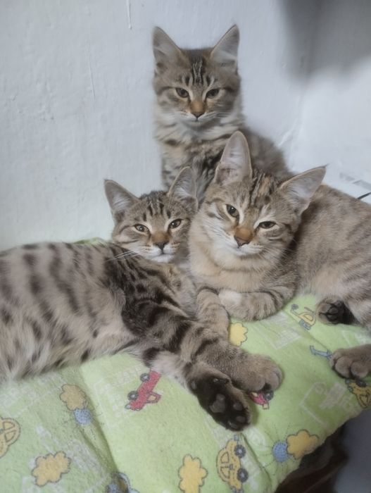 Кошечка 4 месяца в подарок