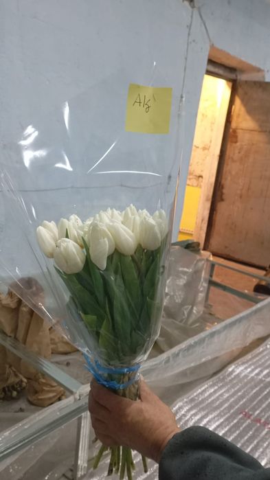 Тюльпаный ПО оптовой цене