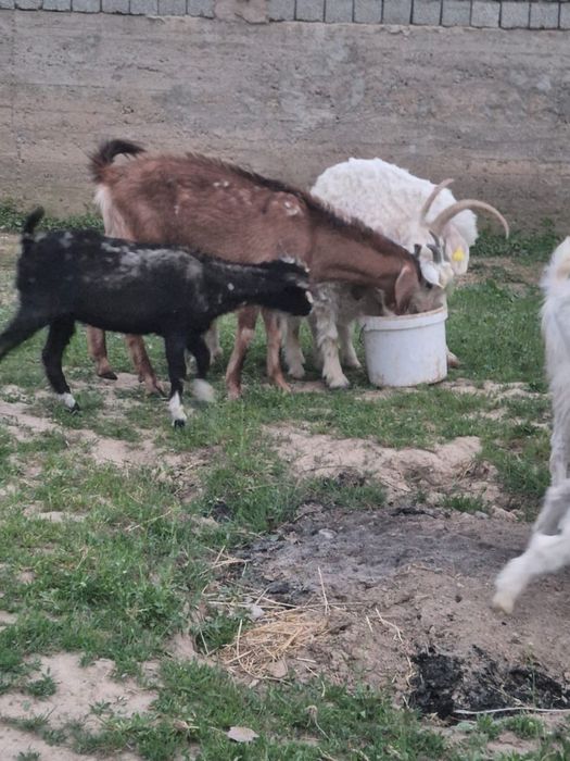 6бас ешкі сатылады