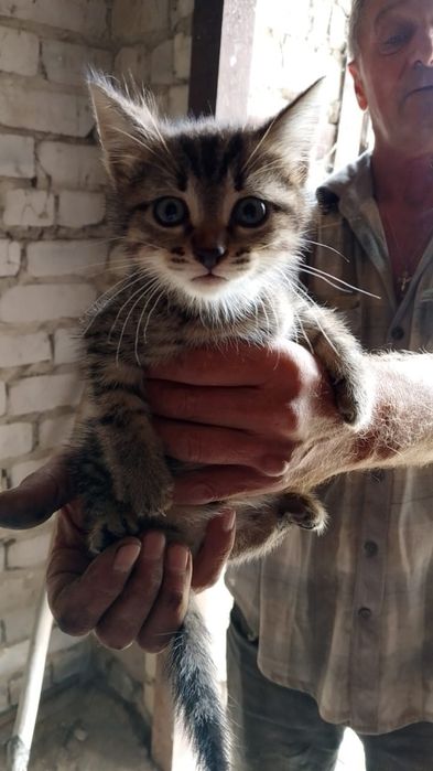 Котята ищут любящих хозяев
