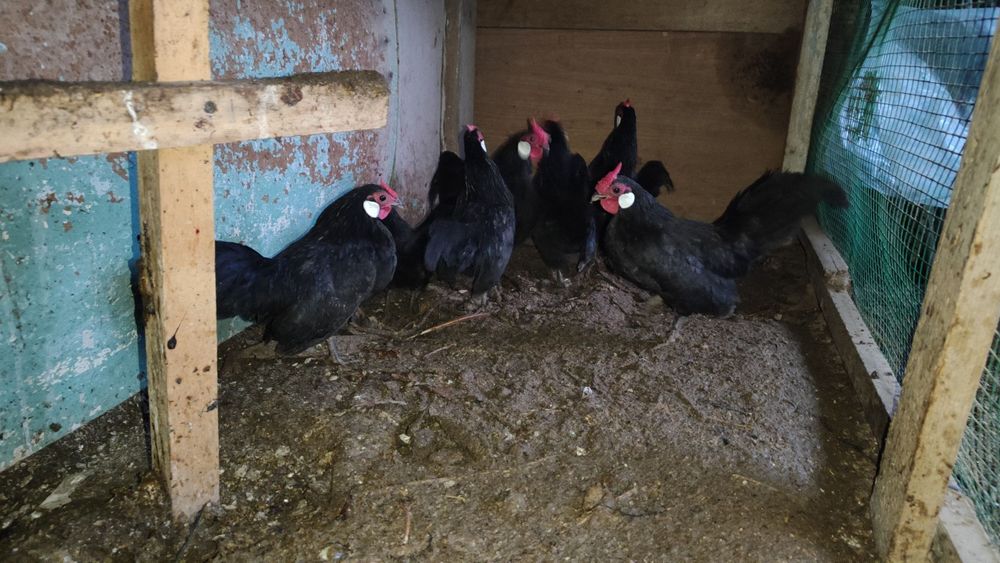 Beltanka zot oq zirak Xo'rozlar sotiladi