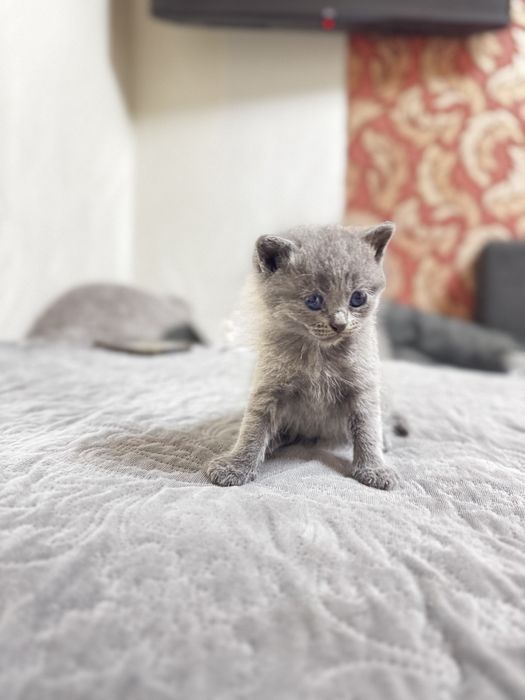 Продам котят британцев