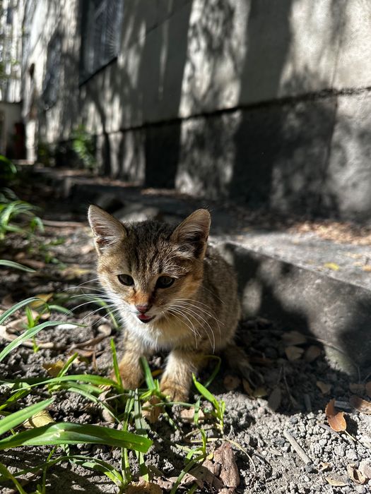 Котенок, девочка, бесплатно