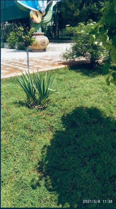 Chim maxsulotlari tabiy maysa