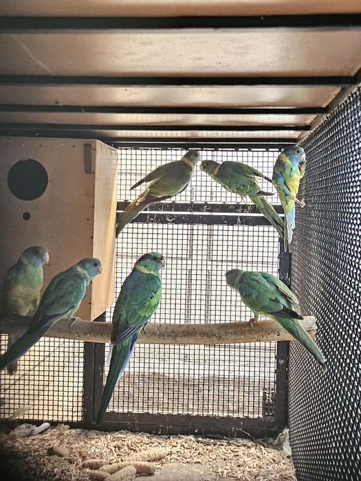 Продаются  розеллы бернарда