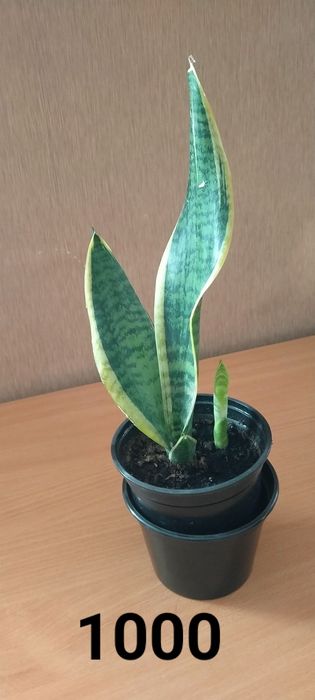 Продам Домашние цветы