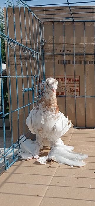 Голуби игровых кровей