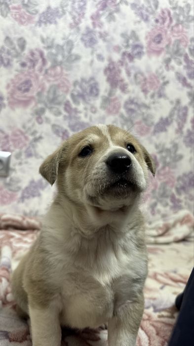 Серьезный паренёк ищет дом.