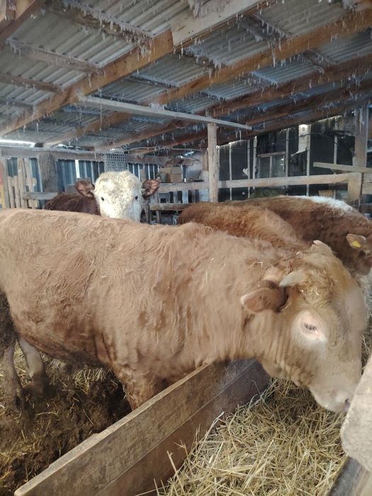 Продам быков на племя.