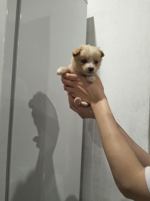 Микро-щенок девочка!