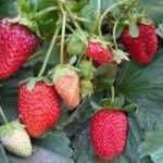 Stolonii de capsuni FRIGO pot fi plantati pana in luna august!