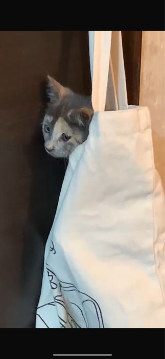 Отдам в добрые руки котеночка