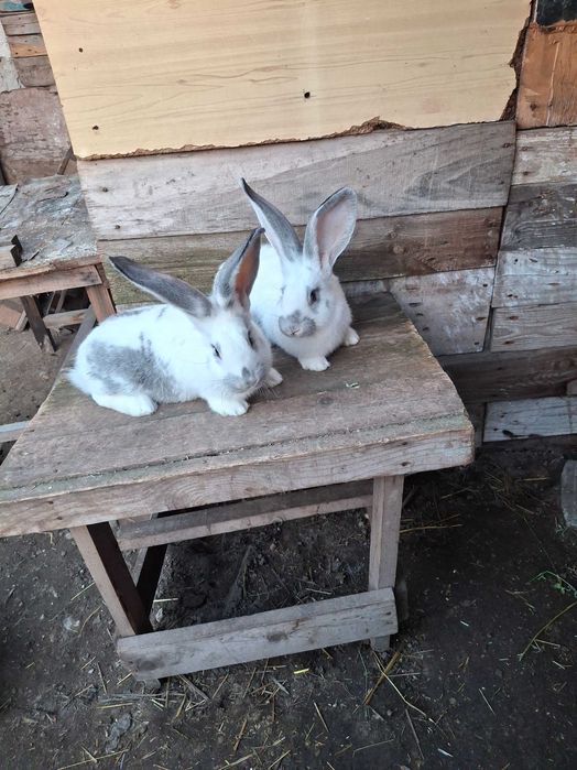 Продавам эайци от добри родители