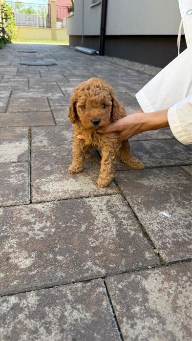 Poodle toy.