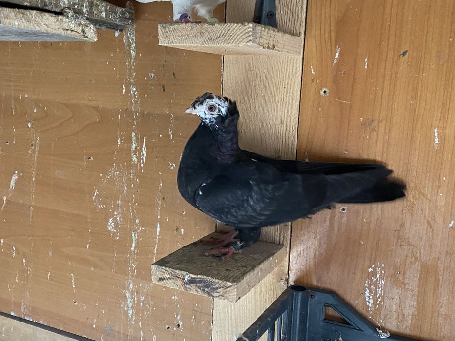 Jucator bimotat de ardeal