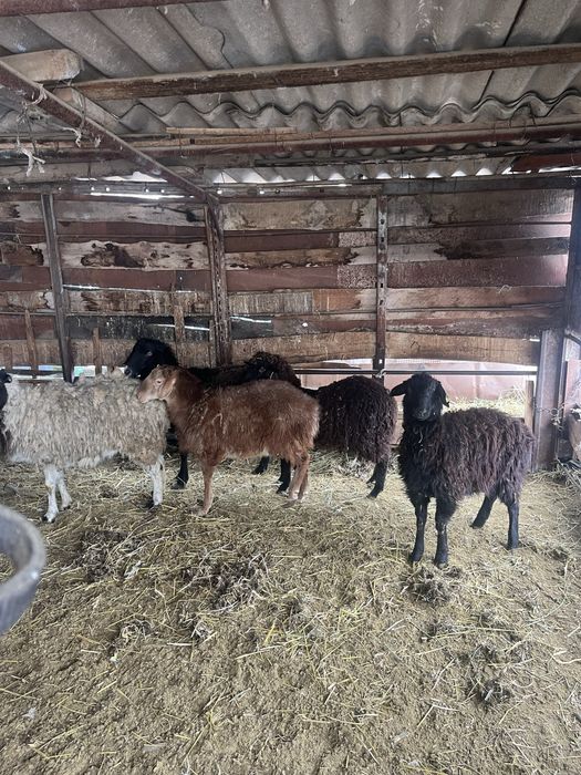 Бараны ягнята ..