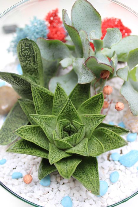 Флорариум с езеро - подарък за деня на влюбените, 8ми март, рожден ден