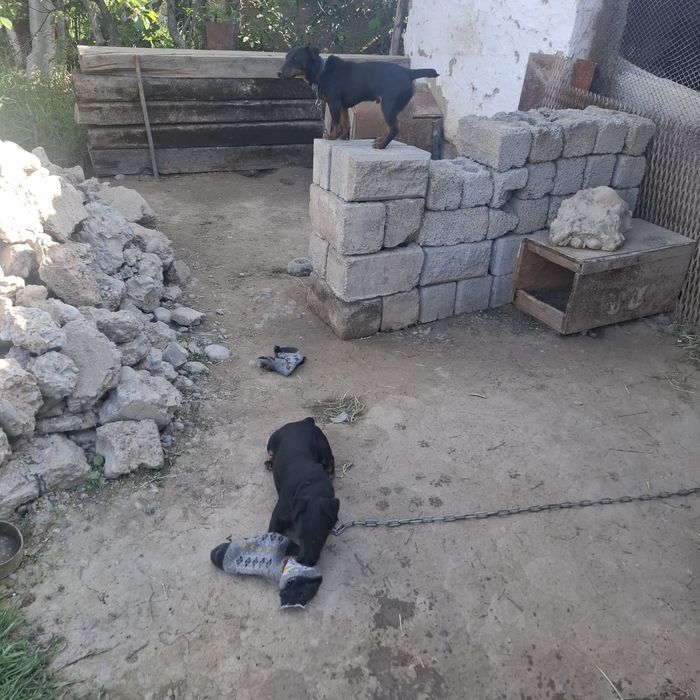 Собака яғдерер охотичный