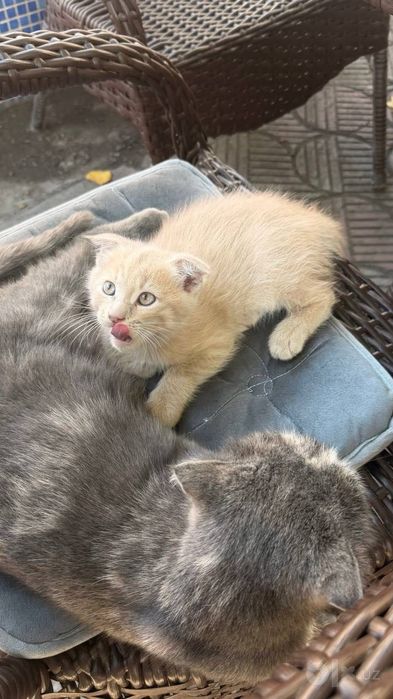 Вислоухий котенок бесплатно