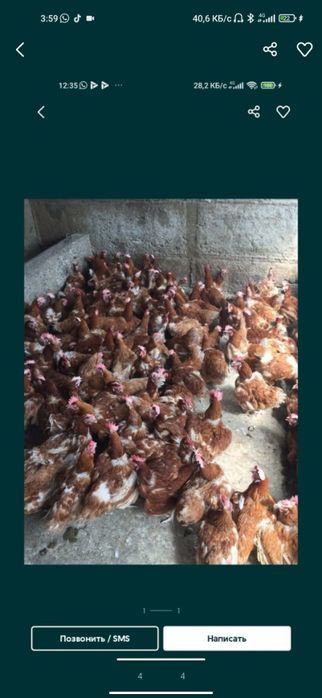 Куры несушки ломан Браун