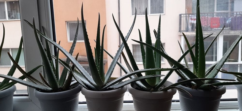 2xAloe Vera - planta suculenta - 35 cm