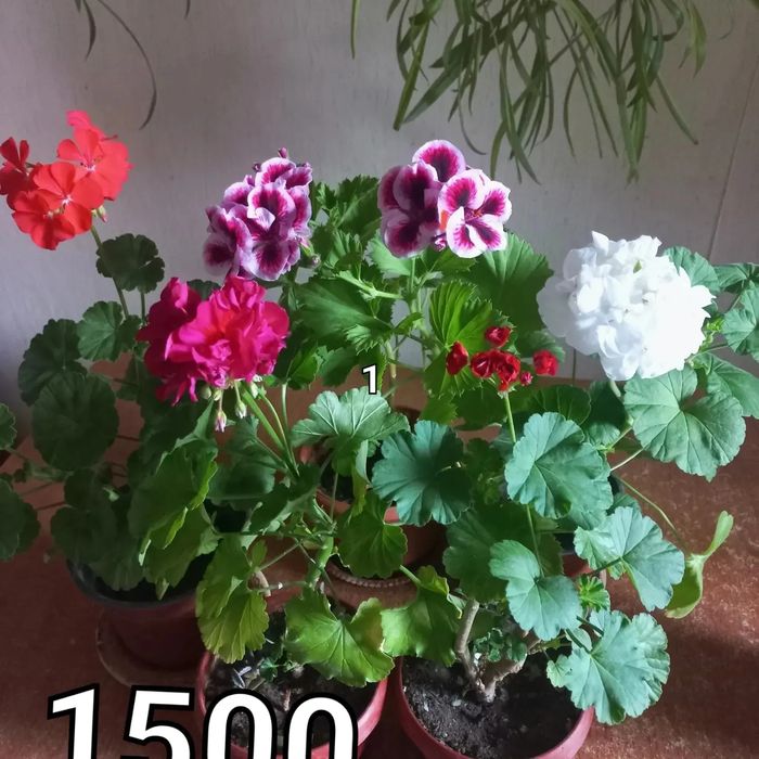 Продам комнатные цветы.