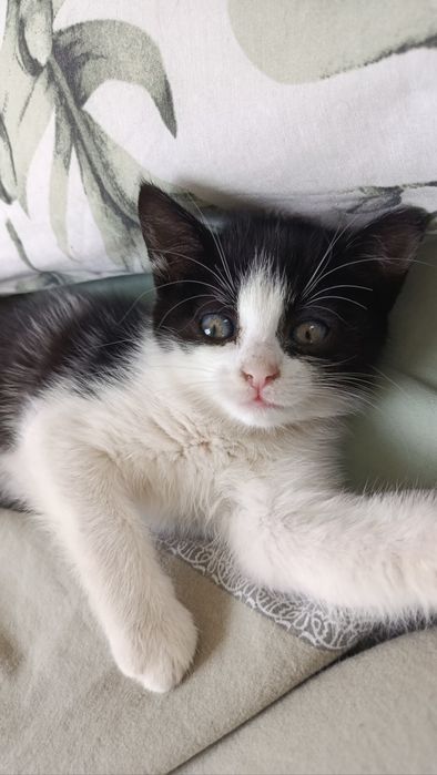 Спасено котенце търси любящ стопанин