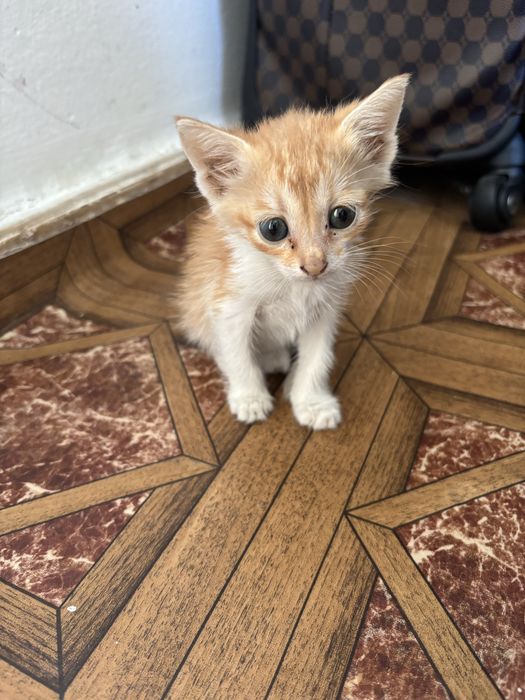 Кошка отдам в добрые руки бесплатно