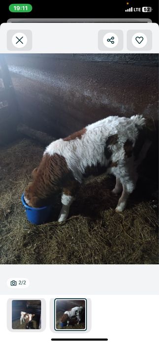 Продам телят от 3 дней до 2 недель