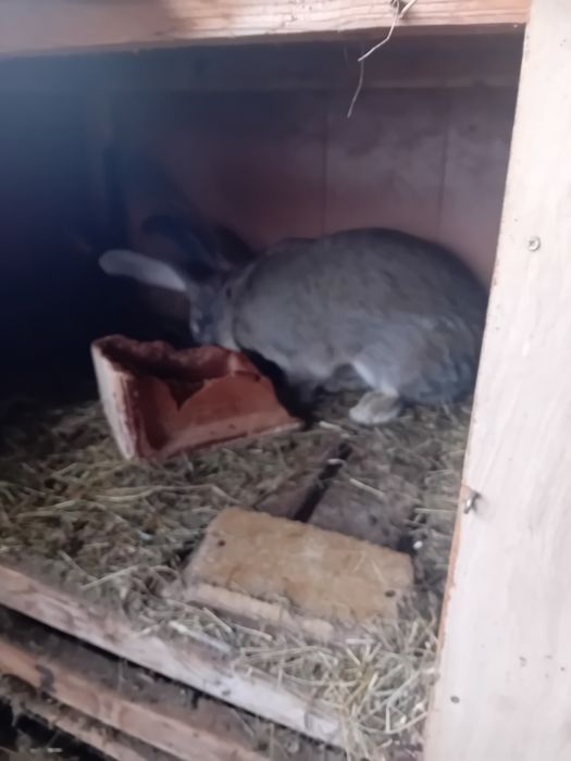 Vând cușca pt iepuri și iepuri masculi și femele.