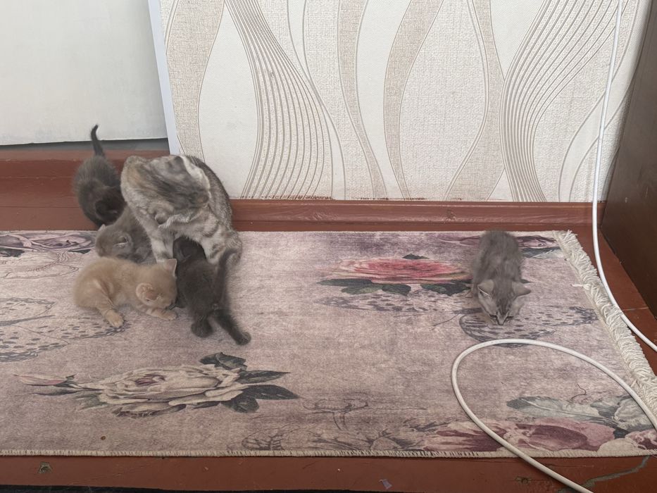 Отдам котенков в добрые руки