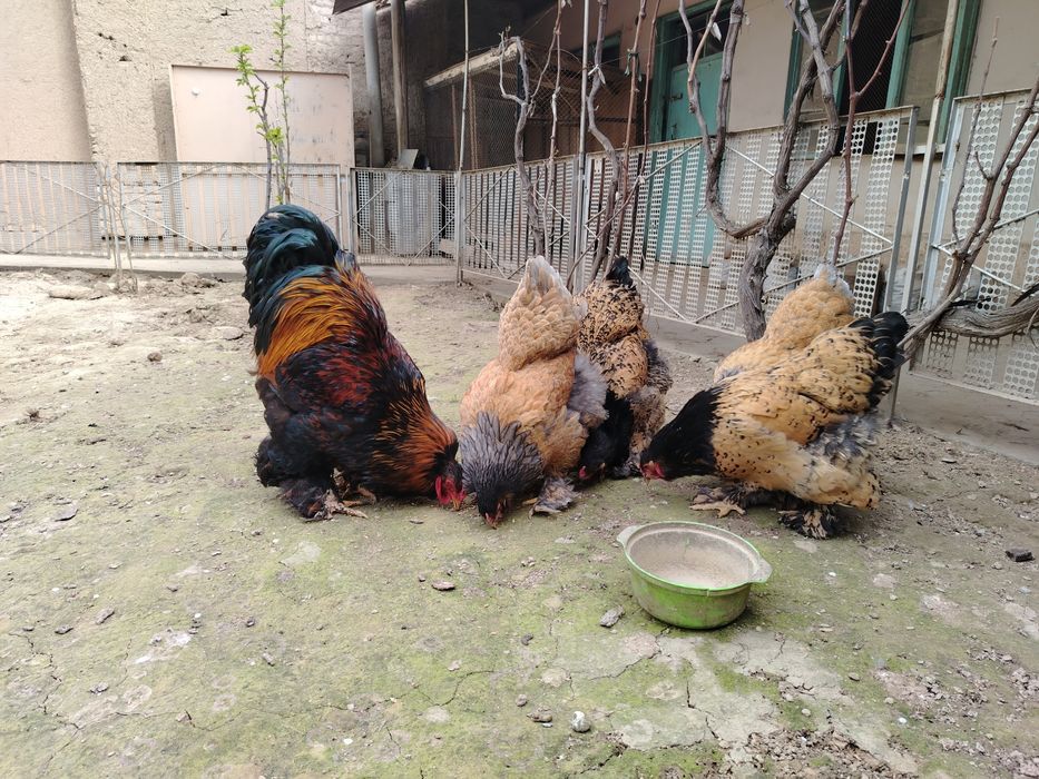 Brama Tuxumlari Sotuvda Zakas Xam Olaman