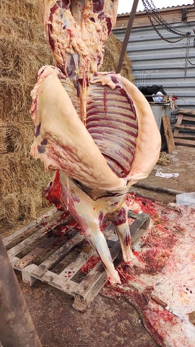 Жирные лошади на согым в Астане