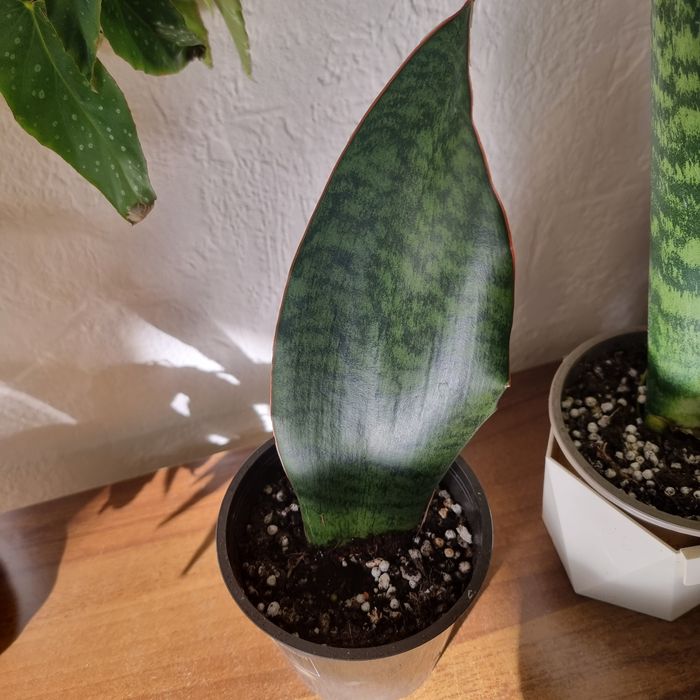 Фикус Панда и другие цветы