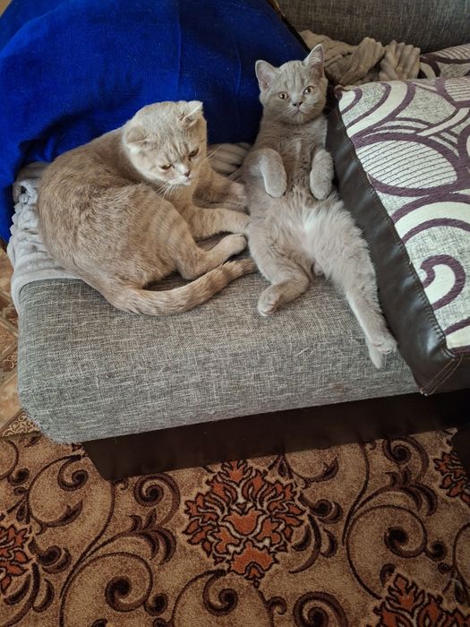 Британские  котята