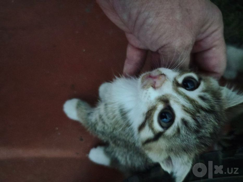 Котята 2 штуки отдам в хорошие и добрые руки