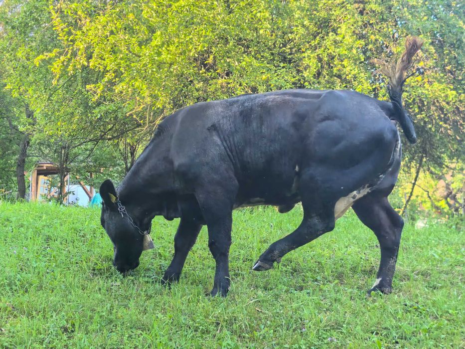 Vând vacă rasa angus