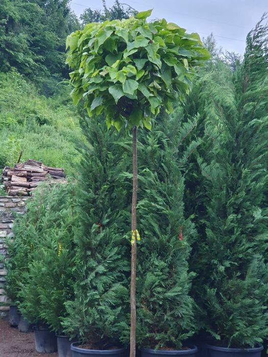 Tuia, plante ornamentale de gradina, copaci, tei, platan, magnolia etc