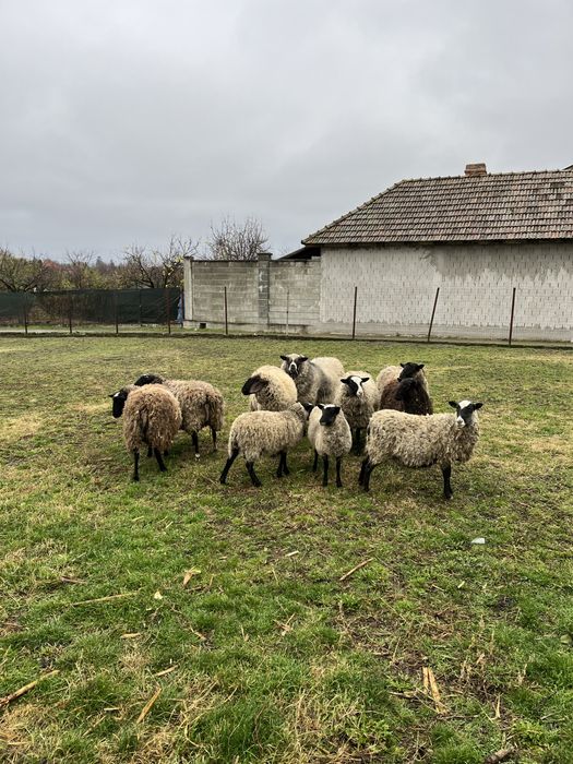 Oi Romanov de vanzare