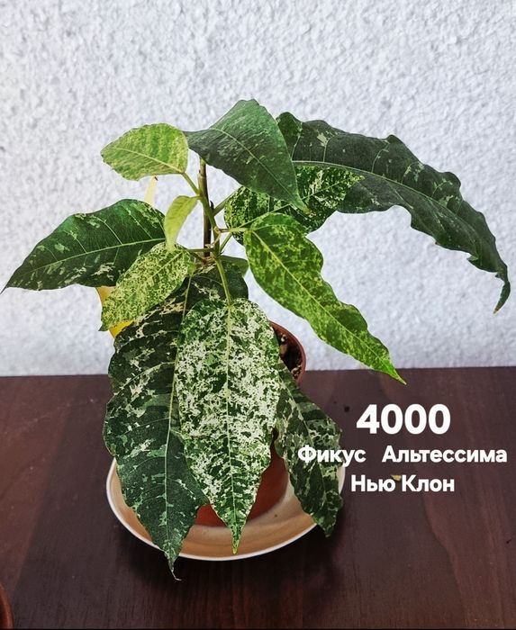 Комнатные растения от 500