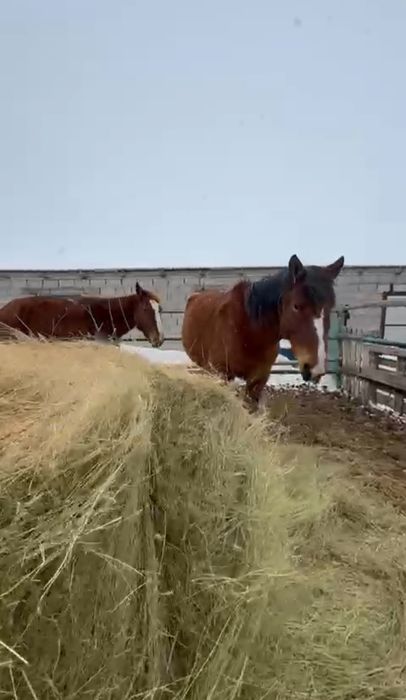 Кобылы покрытые 3года