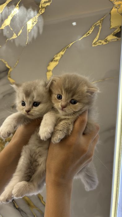 Mushuk Scottish Fold