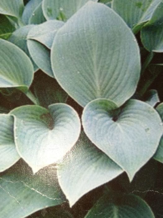 Продам цветы и саженцы