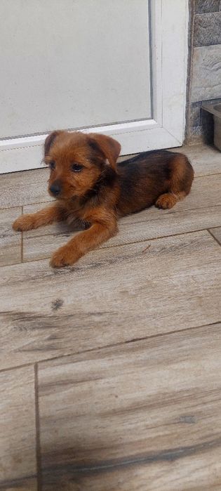 Border Terrier mini toy