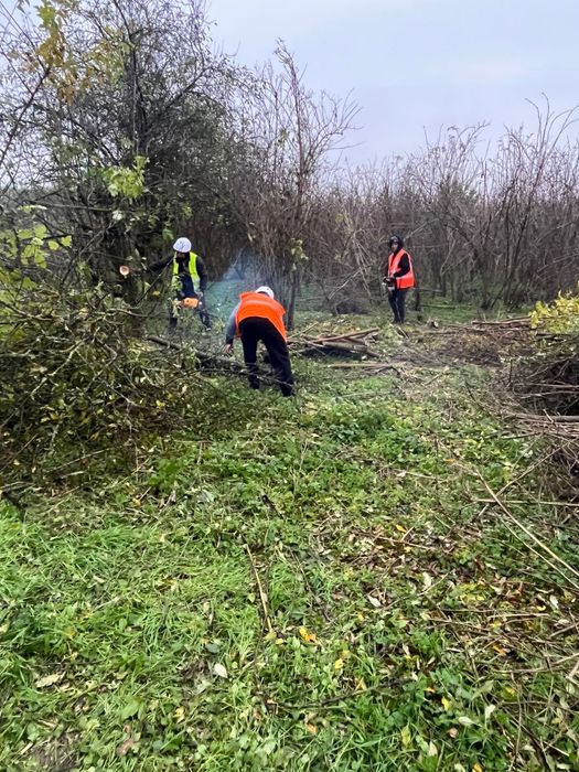 Tund  cosesc tai   gazon iarba defrisare  terenuri curatare teren  gradini ierbicidare
